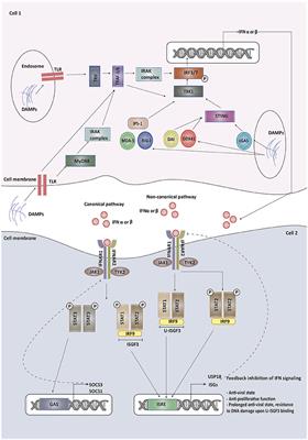 Plasticity of Type I Interferon-Mediated Responses in Cancer Therapy: From Anti-tumor Immunity to Resistance